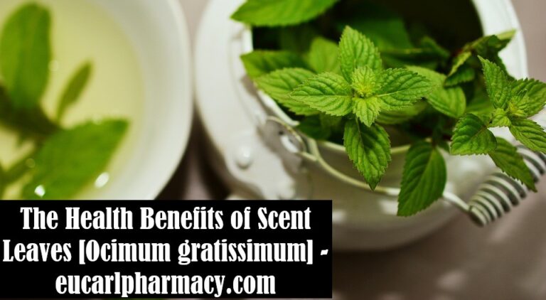 Health Benefits of Scent Leaves [Ocimum gratissimum]