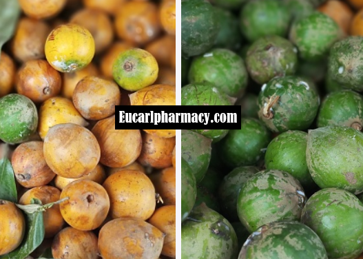 Agbalumo: Side Effects And Health Benefits Of African Star Apple