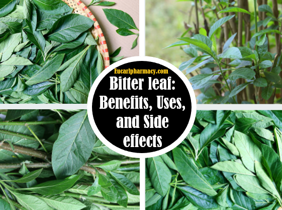 Bitter leaf (Vernonia amygdalina): Benefits, Uses, and Side effects