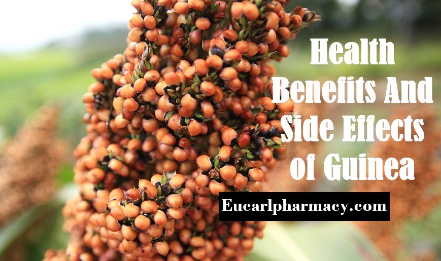 Health Benefits And Side Effects of Guinea Corn