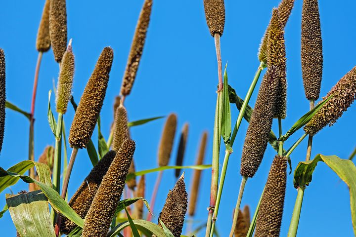 10 Surprising Health Benefits of Pearl Millet