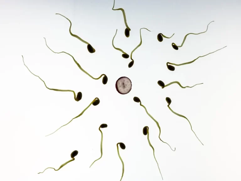 10 Herbs to Improve Motility and Sperm Count