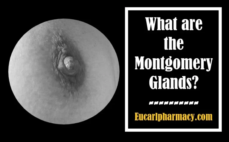 What are the Montgomery Glands?