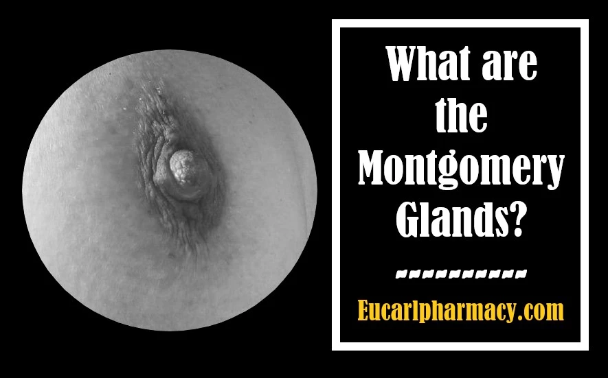 Montgomery Glands