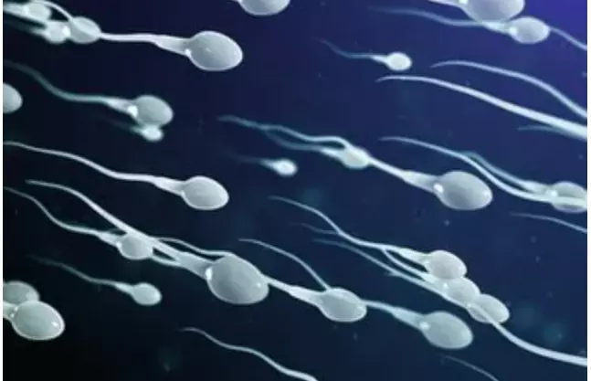 Releasing Sperm Daily: Are There Any Disadvantages?