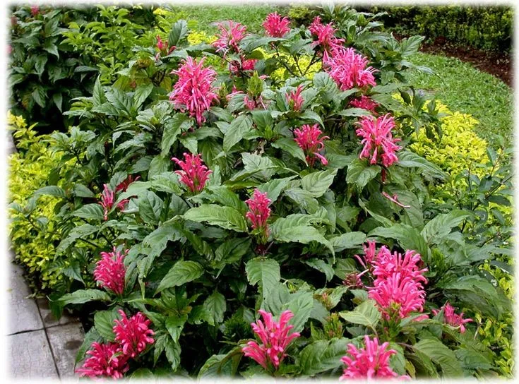 10 Potential Health Benefits Of Justicia Carnea (Ewe Eje)