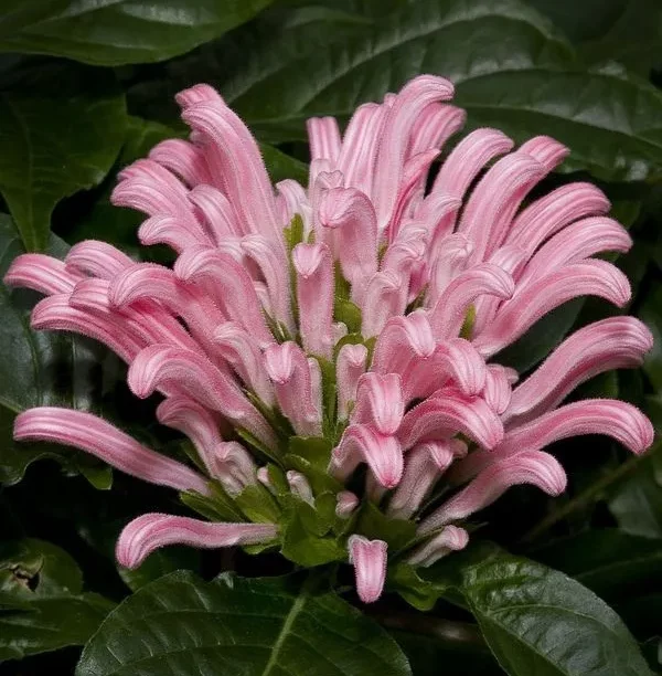 10 Potential Health Benefits Of Justicia Carnea (Ewe Eje)