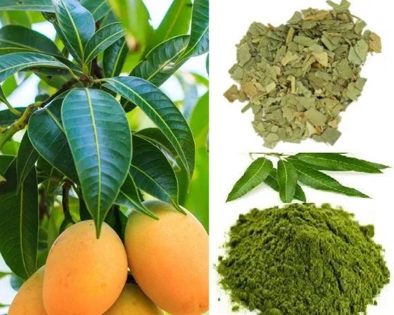 10 Potential Health Benefits of Mango Leaves
